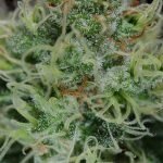 Agent Orange