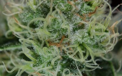 Agent Orange