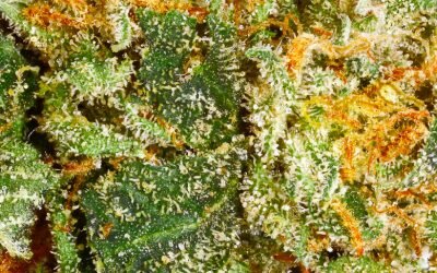Alien OG