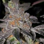 Animal Cookies