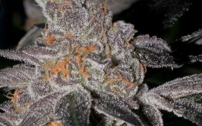 Animal Cookies