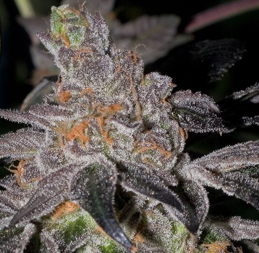 Animal Cookies