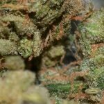 Blue Dream