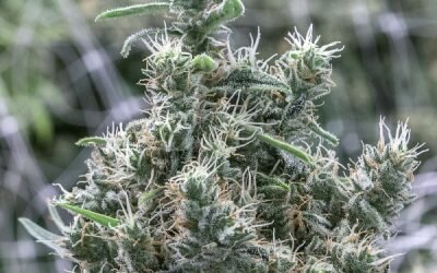Cannatonic