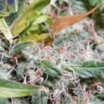 Cherry Haze