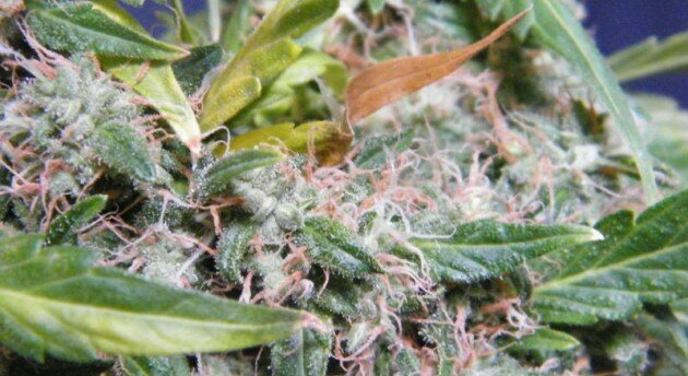Cherry Haze