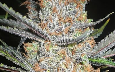 Critical Mass