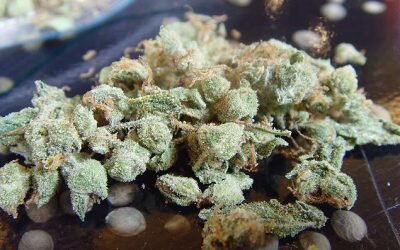 Dr. Grinspoon