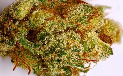 Dutch Treat
