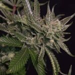 Exodus Cheese