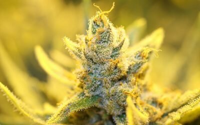 Golden Goat