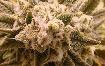 Gorilla Glue #4
