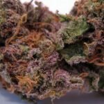 Grand Daddy Purple