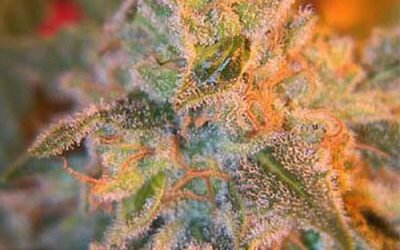 Grapefruit