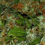 Holy Grail Kush