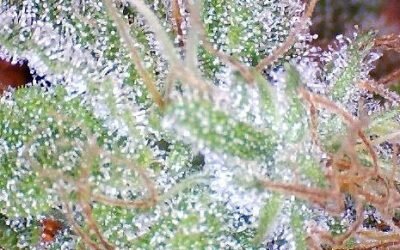 Ice
