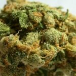 Jack Herer