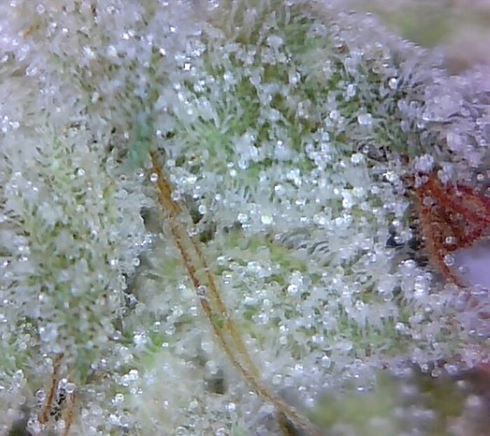 Jet Fuel “G6”