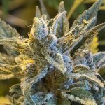 Juicy Fruit
