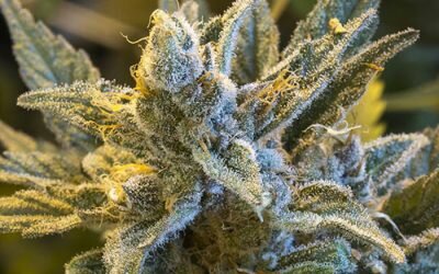 Juicy Fruit