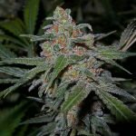 Lemon Skunk