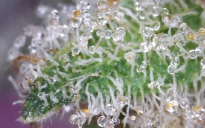 MK Ultra
