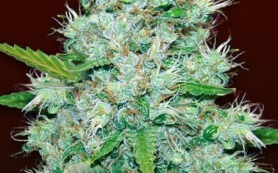 Orange Kush