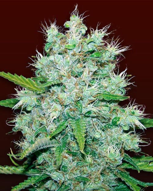 Orange Kush