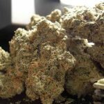 Pineapple Kush