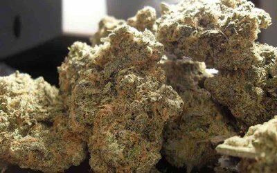 Pineapple Kush