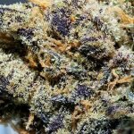 Platinum Girl Scout Cookies