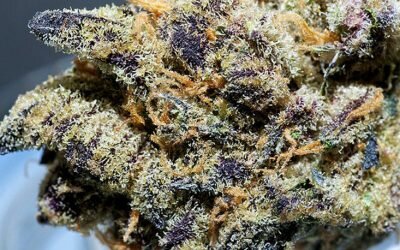 Platinum Girl Scout Cookies