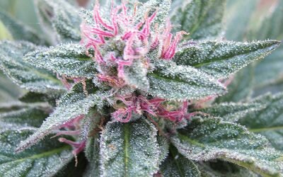 Purple Diesel