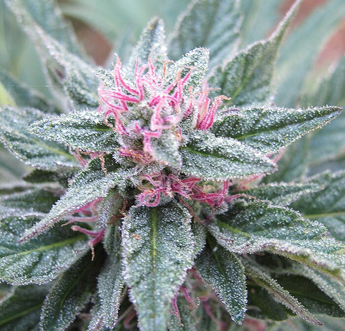 Purple Diesel