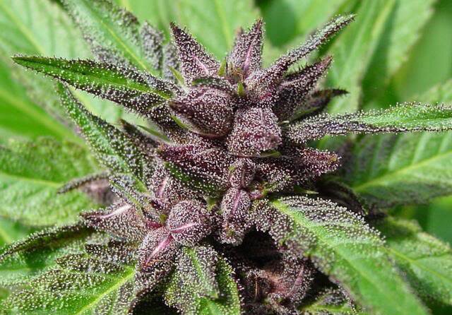 Purple Haze