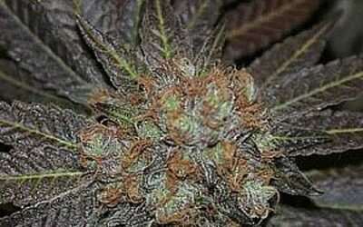 Purple Urkle