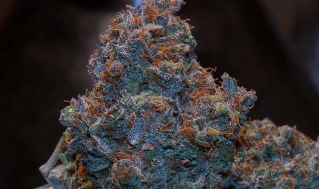 Purple Wreck