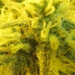 Super Silver Haze