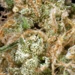 Tangerine Dream