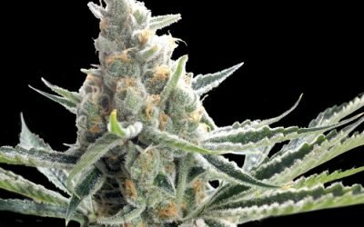 Tangie