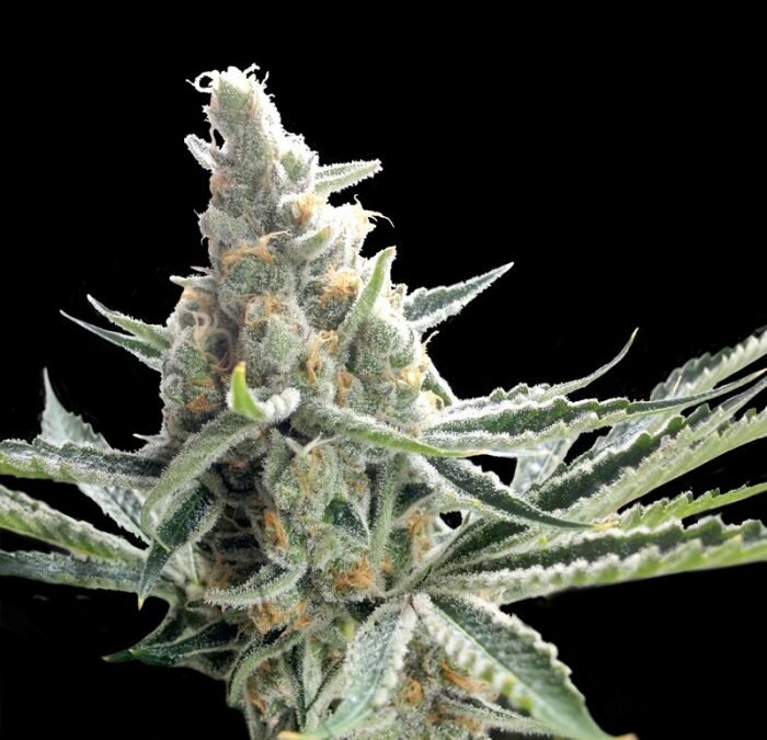 Tangie