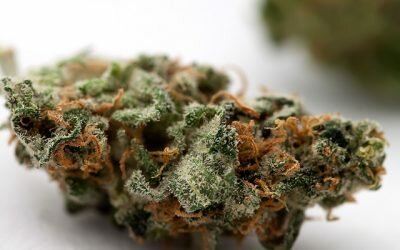 Utopia Haze