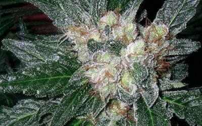 Violator Kush