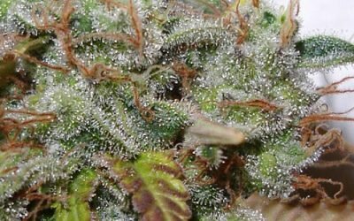 White Berry